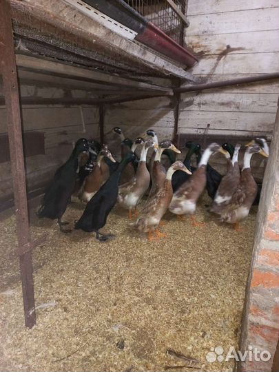 Утята индийский бегунок, инкубационное яйцо