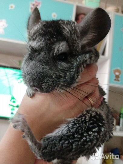 Шиншилла мальчик 1 год