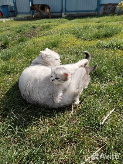 Шотландские котята