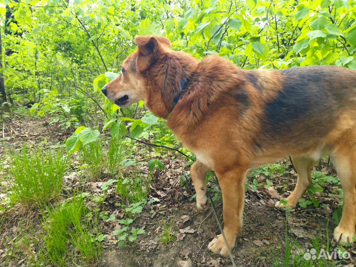 Собака Тэдди