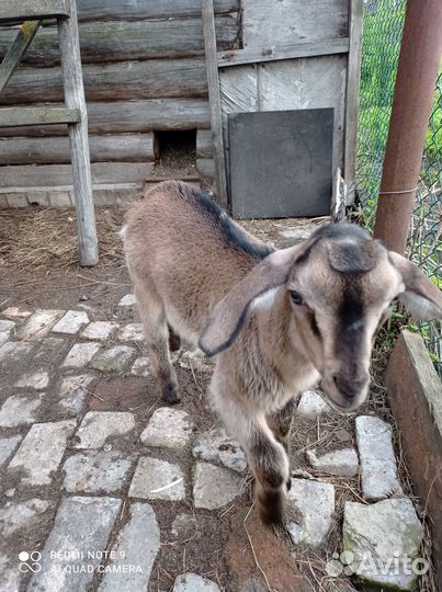Продам козлёнка