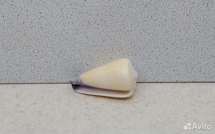 Конус Вирго 5,20 морская ракушка раковина