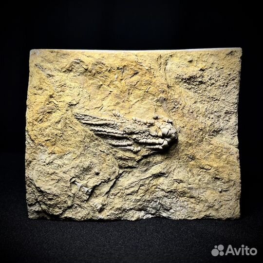 Морская лилия окаменелость ископаемое