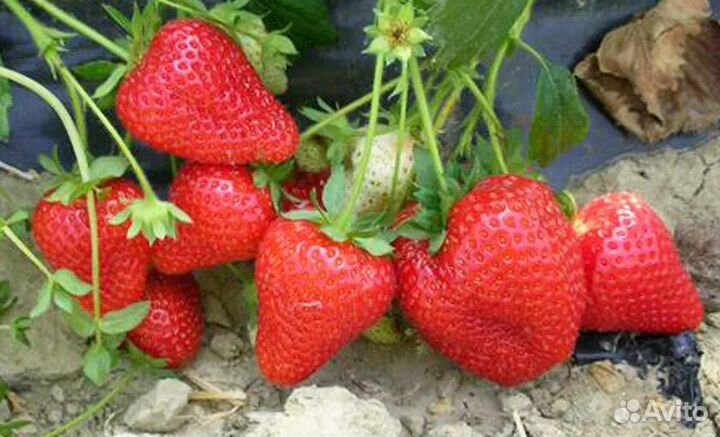 Рассада клубники Альба