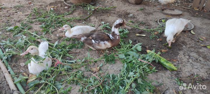 Утята индоутки