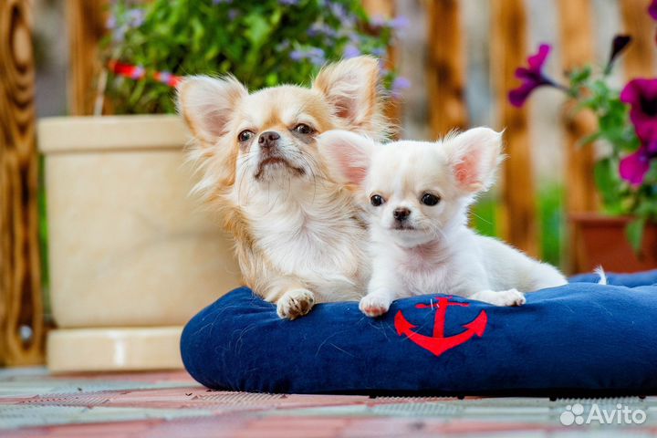 Чихуахуа мальчик