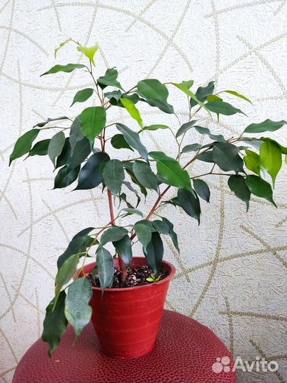 Комнатные цветы