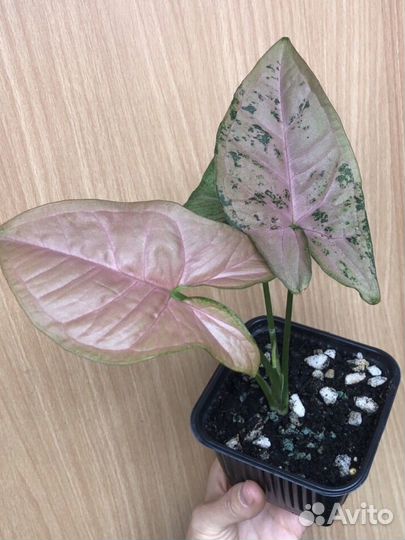 Сингониумы в ассортименте