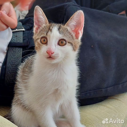 Котенок 2 месяца (девочка) в добрые руки