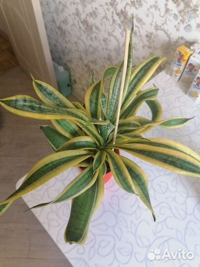 Сансевиерия Twister Sister