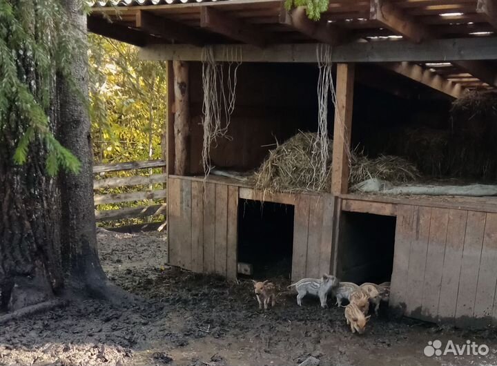 Свиньи, поросята