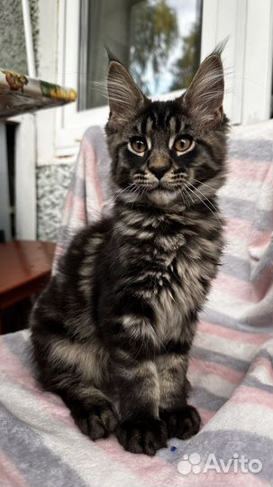 Котенок Мейн-кун
