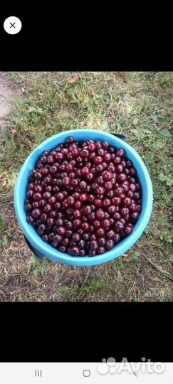 Вишня, крыжовник