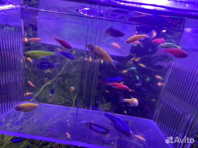 Аквариумные рыбки данио и неоны купить в Москве | Животные и зоотовары ...