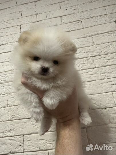 Померанский шпиц мишка