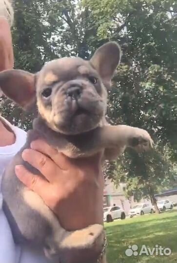 Французский бульдог щенки мини и стандарт