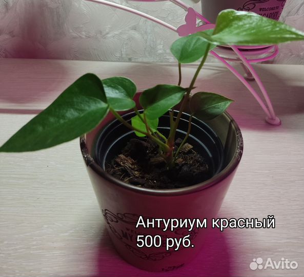Антуриум красный