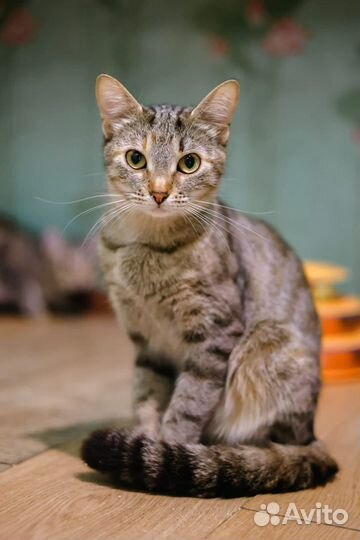 Ласковый пушистый котик ищет уютный дом