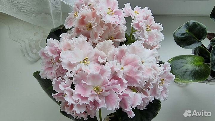 Фиалки сортовые