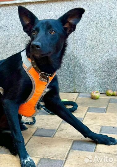 Щенок в добрые руки отдам бесплатно