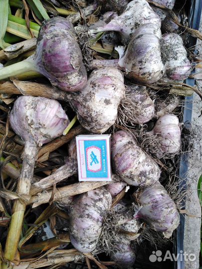 Чеснок озимый для посадки