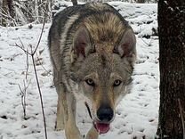 Чехословацкая Волчья Собака