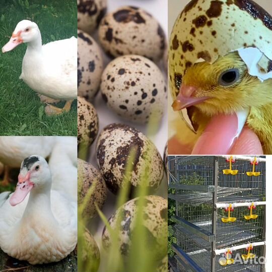 Утки,петухи,перепела