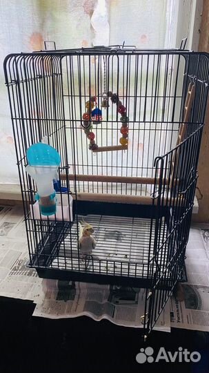 Попугай корелла