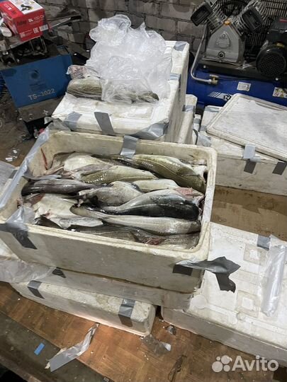 Треска свежая