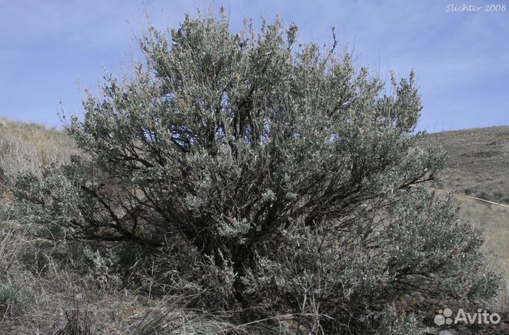 Полынь трехзубчатая, семена