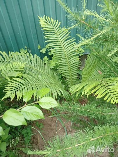 Ирис, папоротник