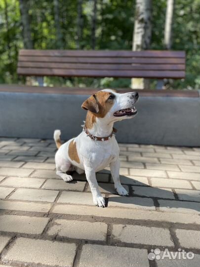 Джек Рассел терьер.Вязка.Кобель