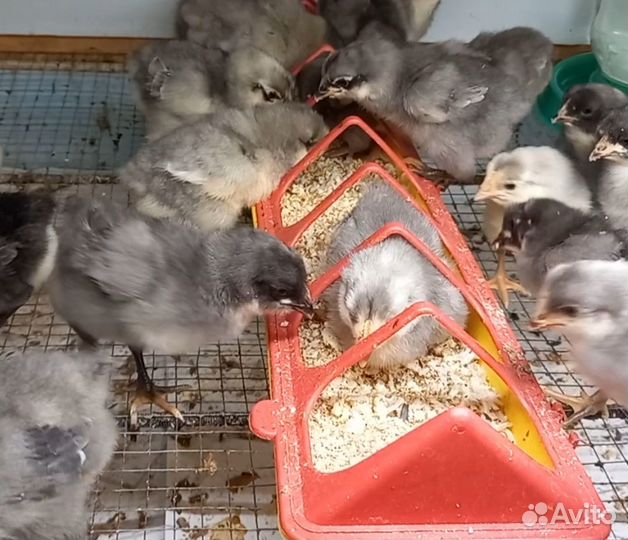 Цыплята доминант