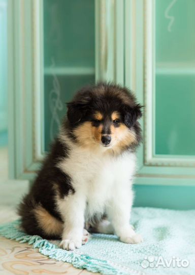 Колли длинношерстный щенки
