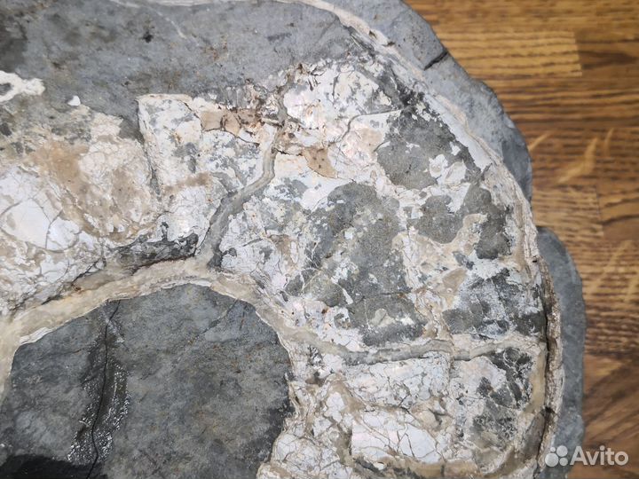 Окаменелость. Аммонит в септарии. р.Белая