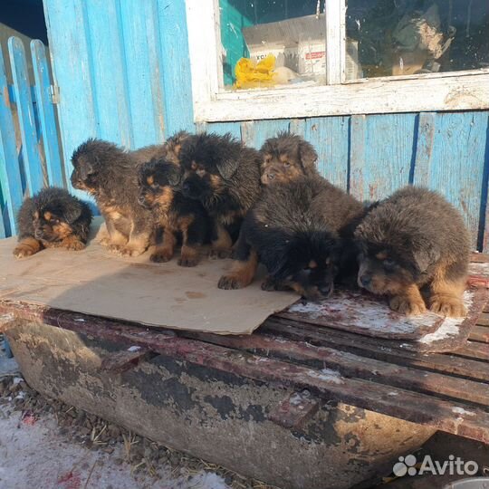 Тибетский мастиф щенки