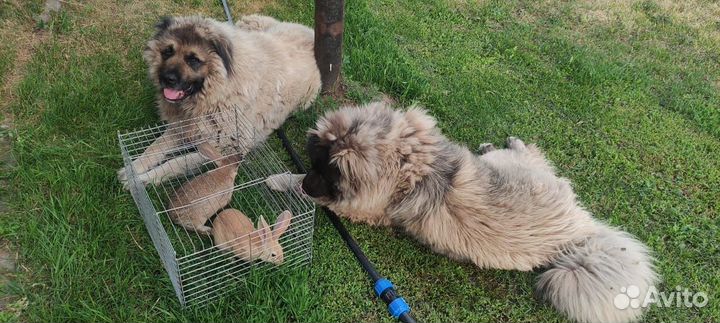 Собачья шерсть