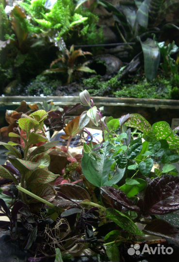 Набор растений для флорариума