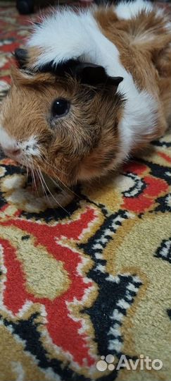 Морская свинка