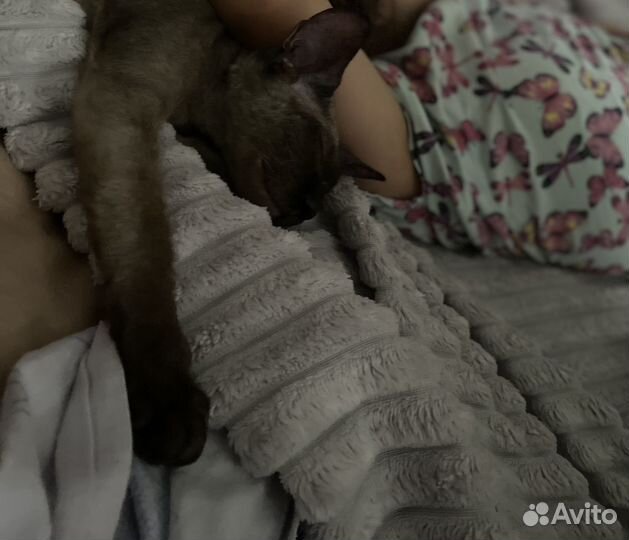 Отдам в добрые руки