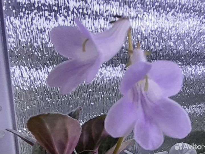 Хирита примулина