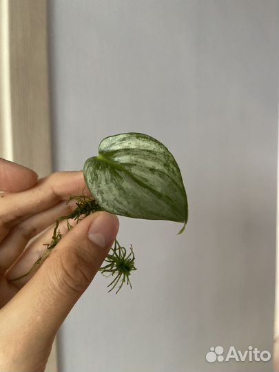 Филодендроны, сциндапсусы, эпипремнумы