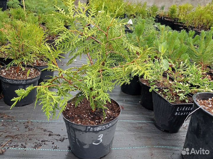 Саженцы хвойных в объеме 2л