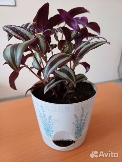 Традесканция зебрина