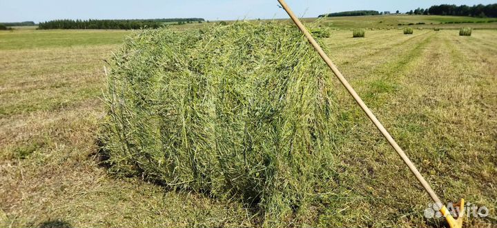 Сено люцерны в рулонах