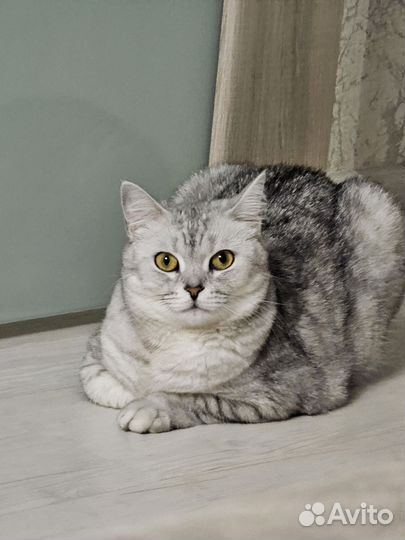 Кошка в добрые руки