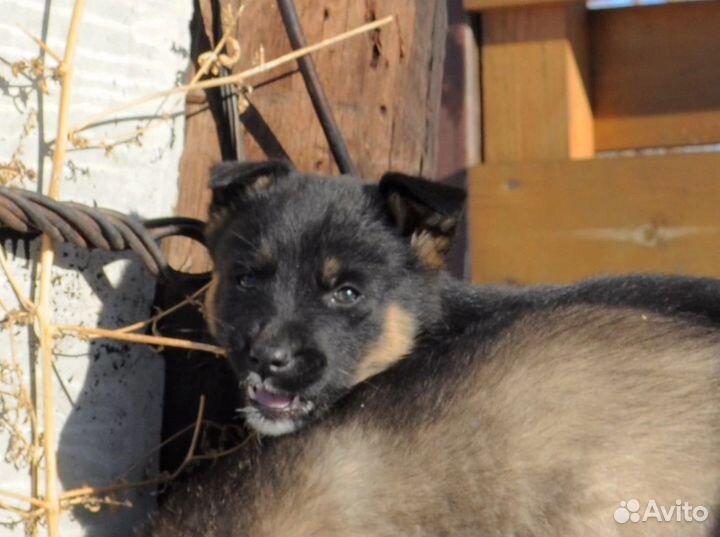 Щенок от крупного папы в добрые руки