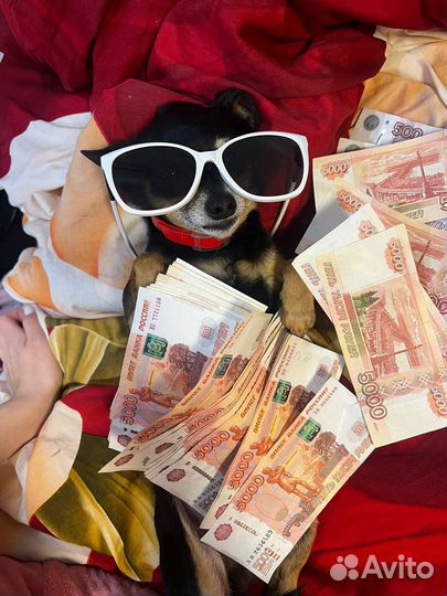 Мини той-терьер вязка