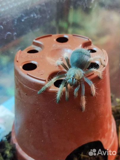 Передержка рептилий