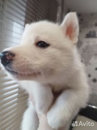 Продам щенков хаски